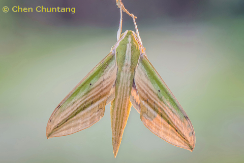 Adult Cechetra lineosa, Kuocang Mountain Nature Reserve, Zhejiang, China, 17.vii.2015. Photo: &copy; Chen Chuntang.
