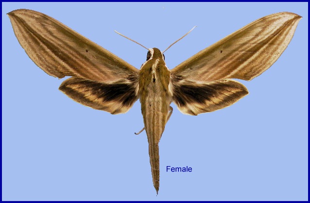 Female Cechetra lineosa. Photo: &copy; NHMUK