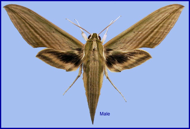 Male Cechetra lineosa. Photo: &copy; NHMUK