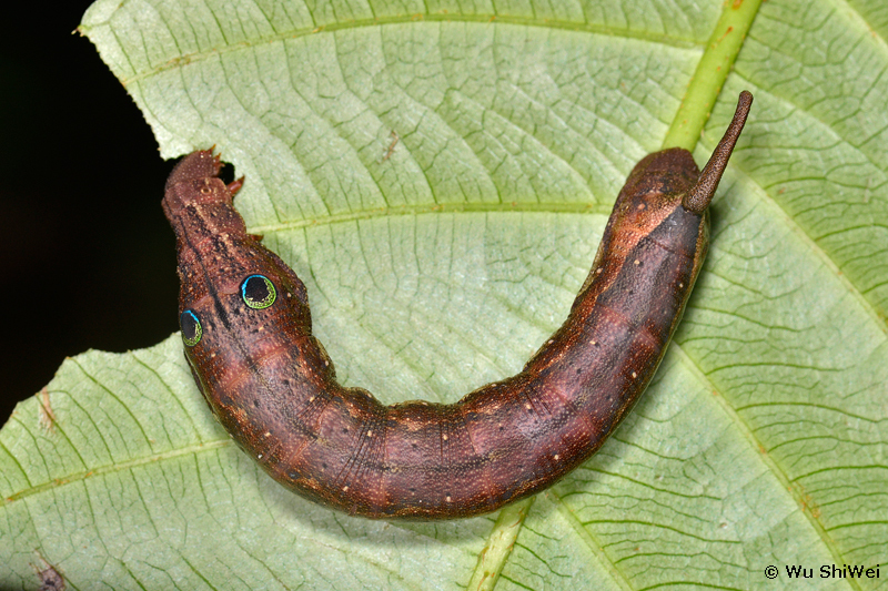 Full-grown larva of Cechetra lineosa, Taiwan. Photo: &copy; Wu ShiWei.