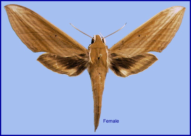 Female Cechetra minor. Photo: &copy; NHMUK