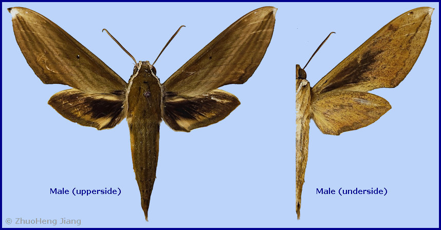 Male Cechetra minor, Yuanjiang Hani, Yi and Dai Autonomous County, Yunnan, China. Photo: &copy; ZhuoHeng Jiang.