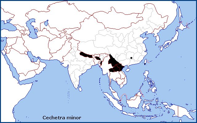 Global distribution of Cechetra minor. Map: &copy; NHMUK.