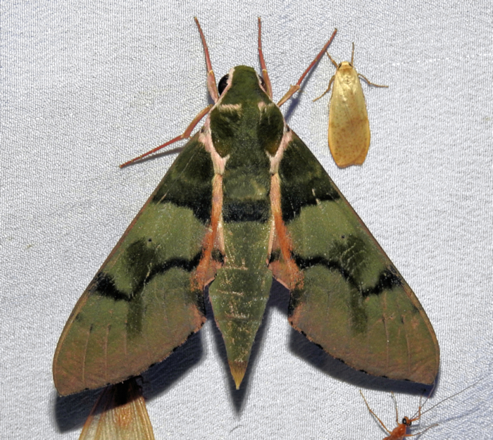 Male Cechenena mirabilis, Palanchai Meadows, Swat Valley, Khyber Pakhtunkwa, Pakistan, 26.vii.2024. Photo: &copy; Azan Karam.