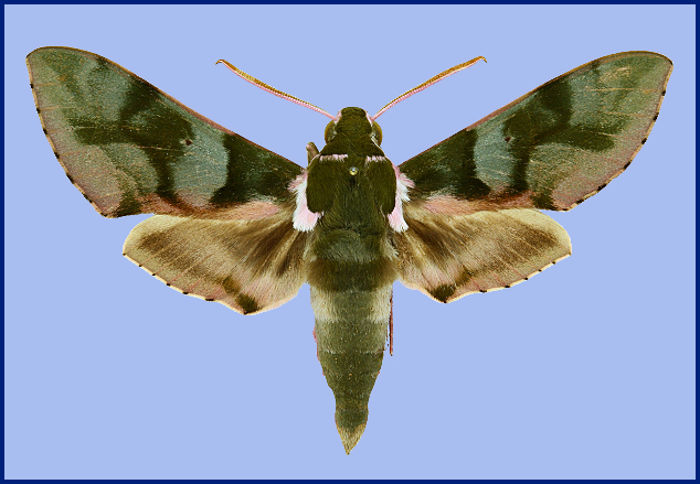 Cechenena mirabilis. Photo: &copy; NHMUK