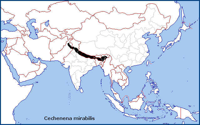 Global distribution of Cechenena mirabilis. Map: &copy; Tony Pittaway.
