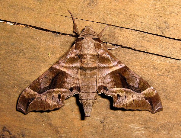 Female Craspedortha montana, Doi Angkhang, Chiang Mai, Thailand, 2.ii.2006, 1400m. Photo: &copy; Thomas Ihle.
