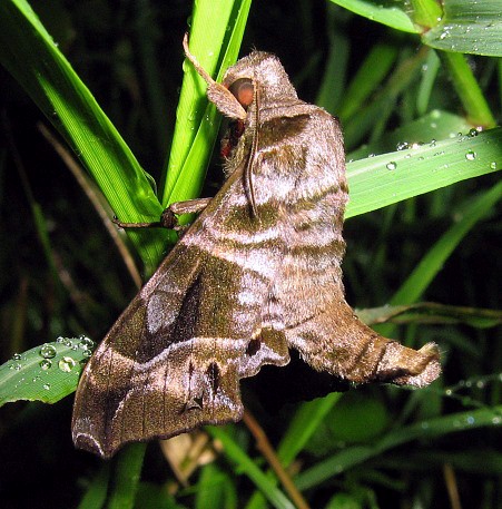 Male adult Craspedortha montana, Doi Angkhang, Chiang Mai, Thailand, 23.vii.2006, 1400m. Photo: &copy; Thomas Ihle.