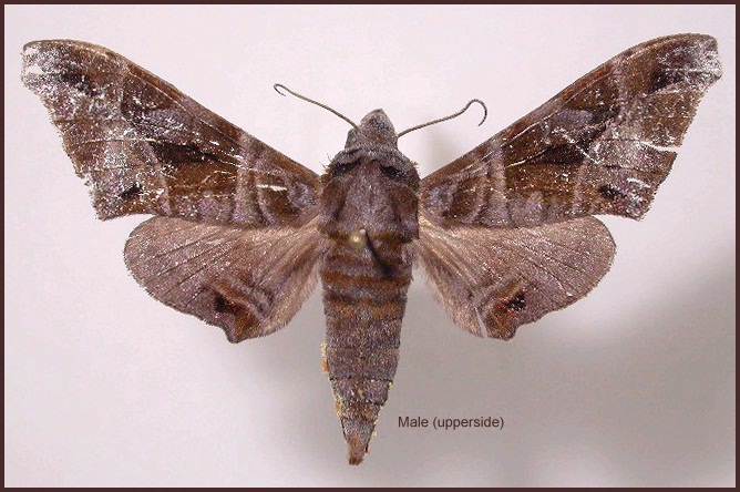 Male Craspedortha montana (upperside). Photo: &copy; Jean Haxaire