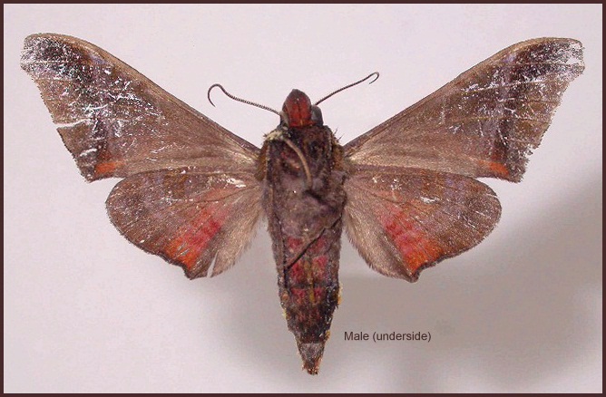 Male Craspedortha montana (underside). Photo: &copy; Jean Haxaire