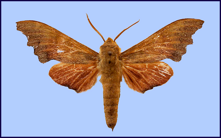 Upperside of male Cypa pallens, Kyirong/Gyirong/Jilong, Xizang/Tibet, China, vi.2018, 2880m. Photo: &copy; Xu ZhenBang.