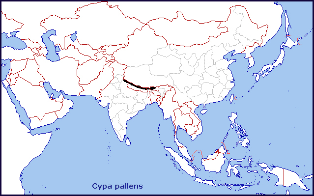 Global distribution of Cypa pallens. Map: &copy; Tony Pittaway.
