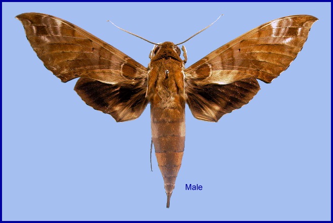 Male Cechenena helops papuana. Photo: &copy; NHMUK