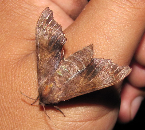 Female Cypoides parachinensis, Chirang, Bhutan, 7.vi.2012. Photo: &copy; Jatishwor S. Irungbam.