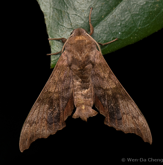 Male Cypoides parachinensis, Mengla County, Xishuangbanna, Yunnan, China, 700m. Photo: &copy; WenDa Cheng.