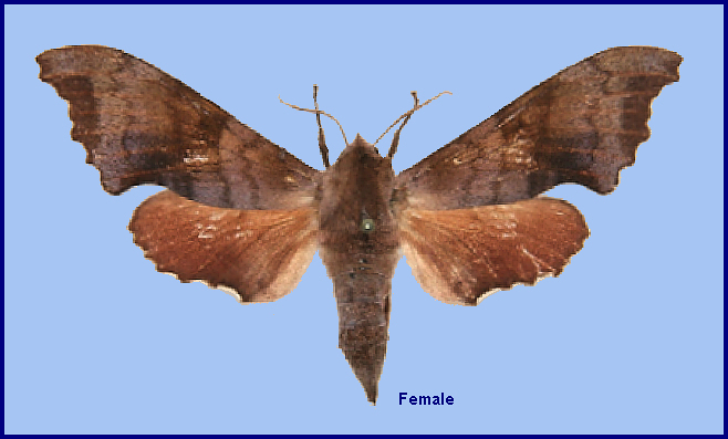 Female Cypoides parachinensis, Trongsa-Zhemgang road, near Yumrong, Bhutan, 7.vi.2008, 1260m (ALLOTYPE). Photo: &copy; Ronald Brechlin.