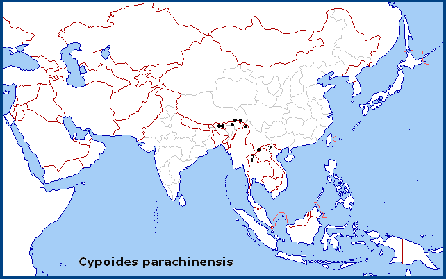 Global distribution of Cypoides parachinensis. Map: &copy; NHMUK.