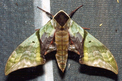 Unfaded adult Callambulyx rubricosa rubricosa, Thailand. Photo: &copy; Ian Kitching
