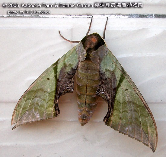 Unfaded adult Callambulyx rubricosa rubricosa, Hainan, China. Photo: &copy; Roger Kendrick