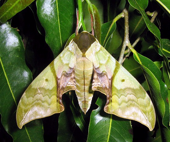 Unfaded adult Callambulyx rubricosa rubricosa, Taplon NP, Nakhon Ratchasima, Thailand, 27.vi.2006, 700m. Photo: &copy; Thomas Ihle.