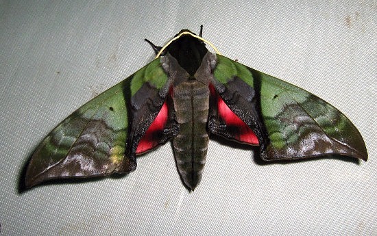 Unfaded adult Callambulyx rubricosa rubricosa, Doi Angkhang, Chiang Mai, Thailand, 20.vii.2006, 1400m. Photo: &copy; Thomas Ihle.