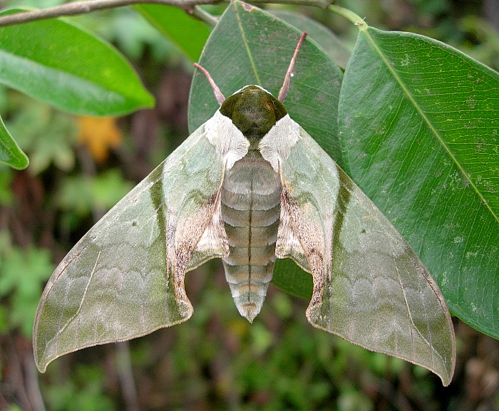 Unfaded male Callambulyx rubricosa rubricosa, Mai Chau, Hoa Binh Province, Vietnam, 29.iv.2011. Photo: &copy; Tony Pittaway.