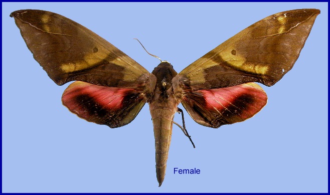 Female Callambulyx rubricosa rubricosa. Photo: &copy; NHMUK