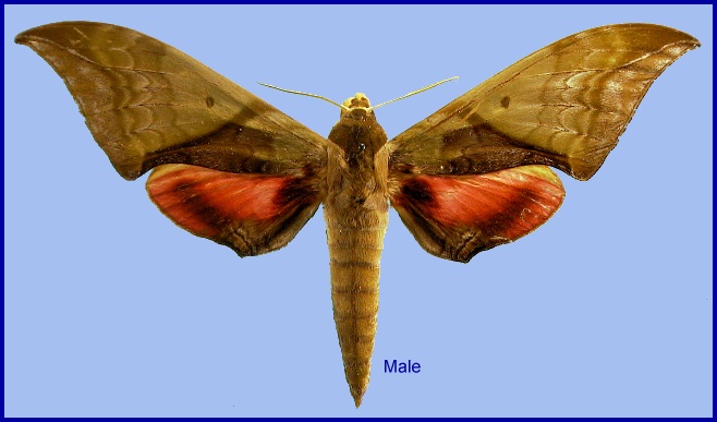 Male Callambulyx rubricosa rubricosa. Photo: &copy; NHMUK