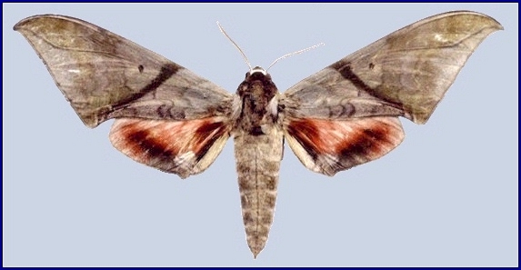 Callambulyx rubricosa rubricosa (faded), Jinfeng, Hainan, China. Photo: &copy; Tony Pittaway, IZAS.