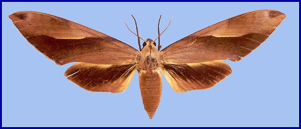 Adult female Clanis schwartzi, Nankunshan, Guangdong, China. Photo: &copy; Kent H. K. Li