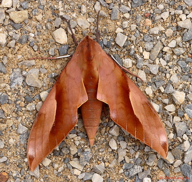 Adult Clanis schwartzi, Fangchenggang, Shiwandashan National Nature Reserve, Guangxi, China, 300m, iv.2023. Photo: &copy; Xu ZhenBang 