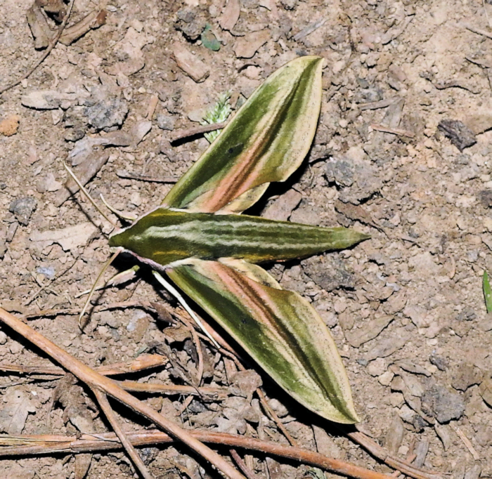 Male Cechetra scotti (normal form), Palanchai Meadows, Swat Valley, Khyber Pakhtunkwa, Pakistan, 26.vii.2024. Photo: &copy; Azan Karam.