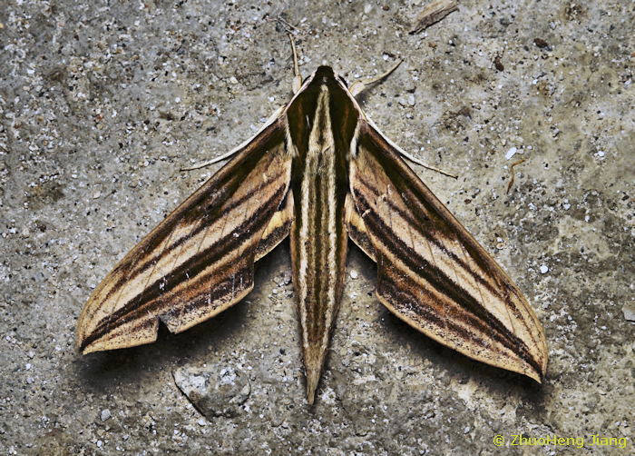 Cechetra scotti (dark form), Gongshan Derung and Nu Autonomous County, Yunnan, China, 23.vi.2024. Photo: &copy; ZhuoHeng Jiang.