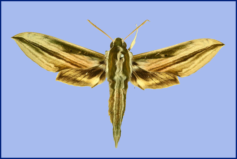 Cechetra scotti, Simla, Himachal Pradesh, India. Photo: &copy; The Trustees of the Natural History Museum, London (NHMUK).