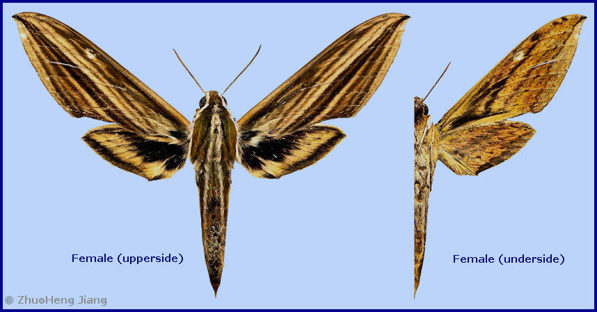 Female Cechetra scotti, Yingjiang County, Yunnan, China. Photo: &copy; ZhuoHeng Jiang.