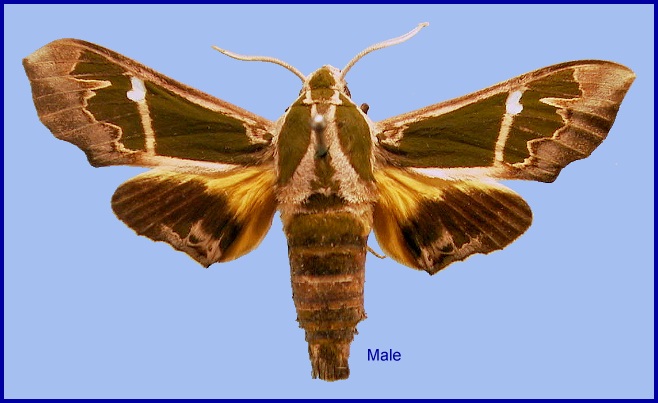 Male Cizara sculpta. Photo: &copy; NHMUK