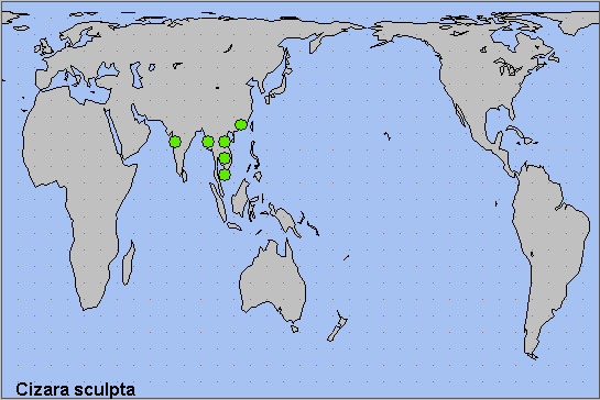 Global distribution of Cizara sculpta. Map: &copy; NHMUK.