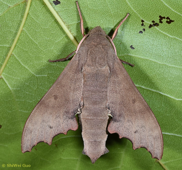 Cypa shannxiana, Songmao Reservoir, Chenggong District, Kunming, Yunnan, China. Photo: &copy; ShiWei Guo.