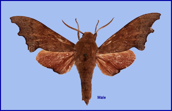 Upperside of male Cypa shaanxiana, Foping Nature Reserve, Taibai Shan, Qinling, Shaanxi, China. HOLOTYPE. Photo: &copy; Ronald Brechlin.