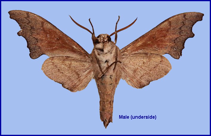 Underside of male Cypa shaanxiana, Foping Nature Reserve, Taibai Shan, Qinling, Shaanxi, China. HOLOTYPE. Photo: &copy; Ronald Brechlin.