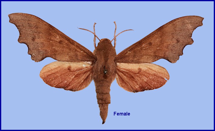 Upperside of female Cypa shaanxiana, Foping Nature Reserve, Taibai Shan, Qinling, Shaanxi, China. ALLOTYPE. Photo: &copy; Ronald Brechlin.
