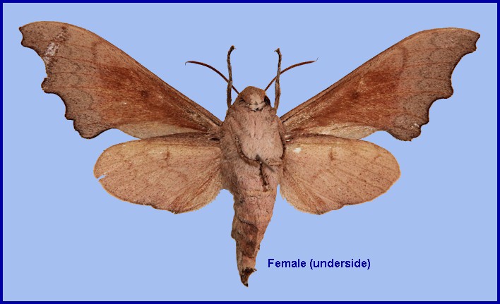 Underside of female Cypa shaanxiana, Foping Nature Reserve, Taibai Shan, Qinling, Shaanxi, China. ALLOTYPE. Photo: &copy; Ronald Brechlin.