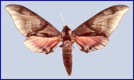 Adult Callambulyx sichangensis (faded), Lushan, Sichuan, China. HOLOTYPE of Callambulyx tatarinovi sichangensis, IZAS. Photo: &copy; Tony Pittaway.