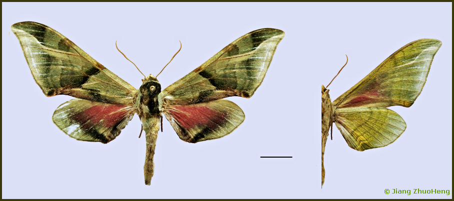 Male Callambulyx sichangensis (unfaded), Mt. Luojishan, Xichang, Sichuan, China, 3.vii.2015. Photo: &copy; ZhuoHeng Jiang.