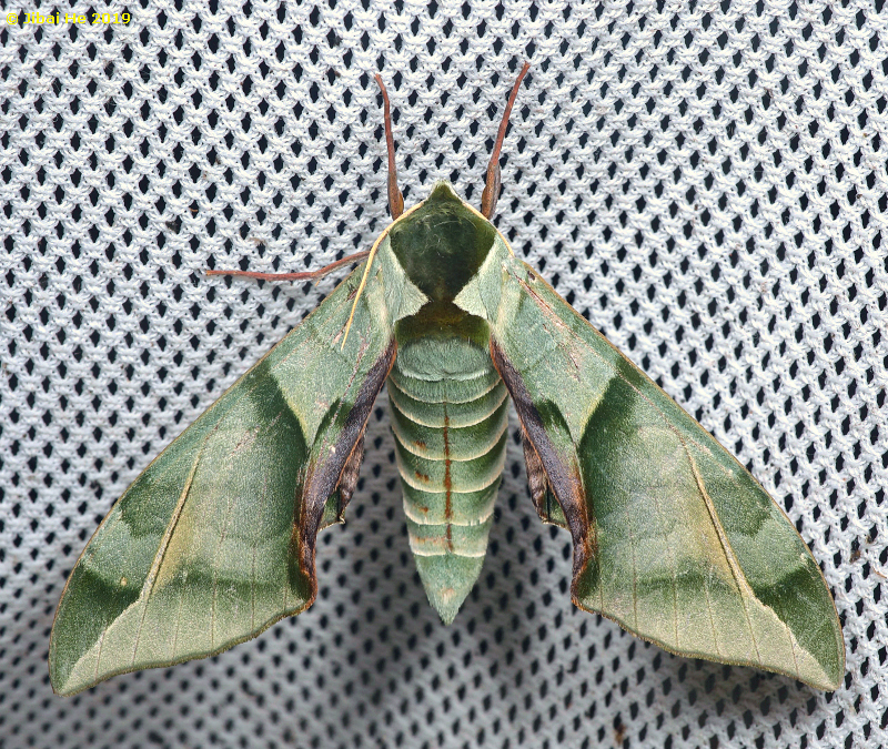 Male Callambulyx sichangensis, Simian Mountain National Scenic Resort, Chongqing, China, 1060m, 16.v.2019. Photo: &copy; He JiBai 2019.