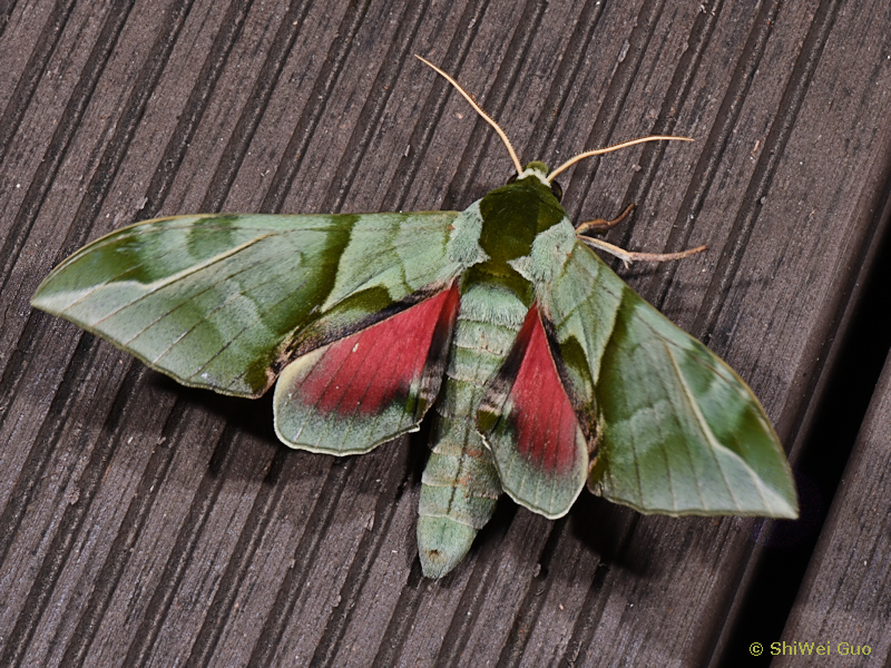 Male Callambulyx sichangensis, Kunming, Yunnan, China, 20.viii.2021. Photo: &copy; Shi-Wei Guo.