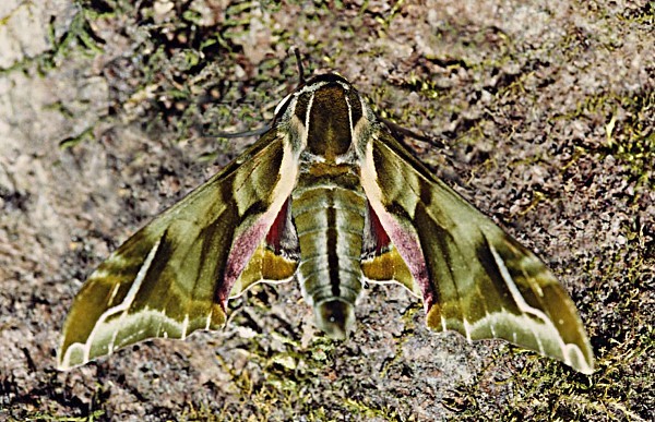 Male Callambulyx sinjaevi, Taibai Shan, Shaanxi, China. Photo: &copy; Viktor Sinjaev.