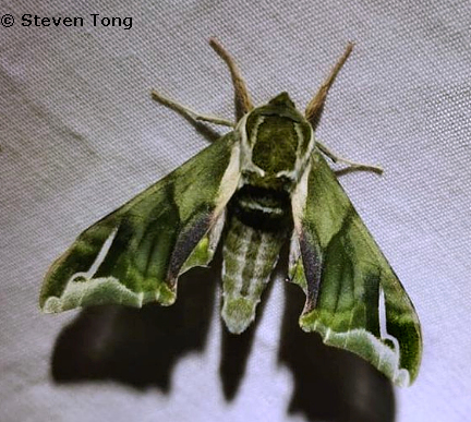 Male Callambulyx sinjaevi, Qinling, Shaanxi, China, v.2022. Photo: &copy; Steven Tong.
