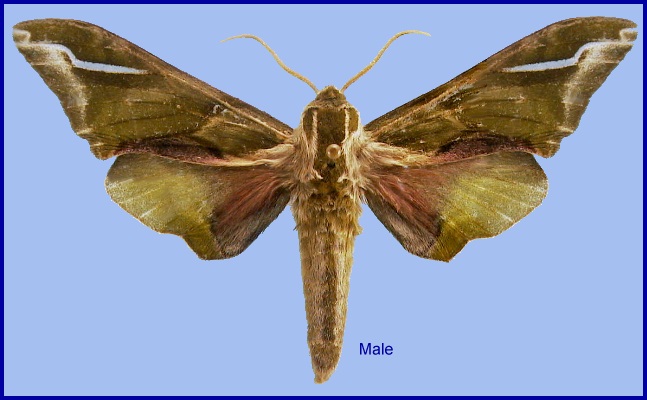Male Callambulyx sinjaevi (faded), Taibai Shan, Shaanxi, China. Photo: &copy; NHMUK