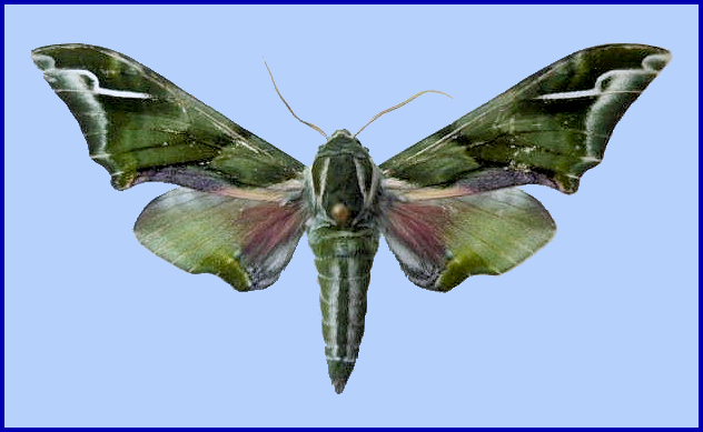 Male Callambulyx sinjaevi (unfaded), Taibai Shan, Shaanxi, China. Photo: &copy; ?.